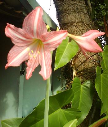 Bunga Lili di depan rumah